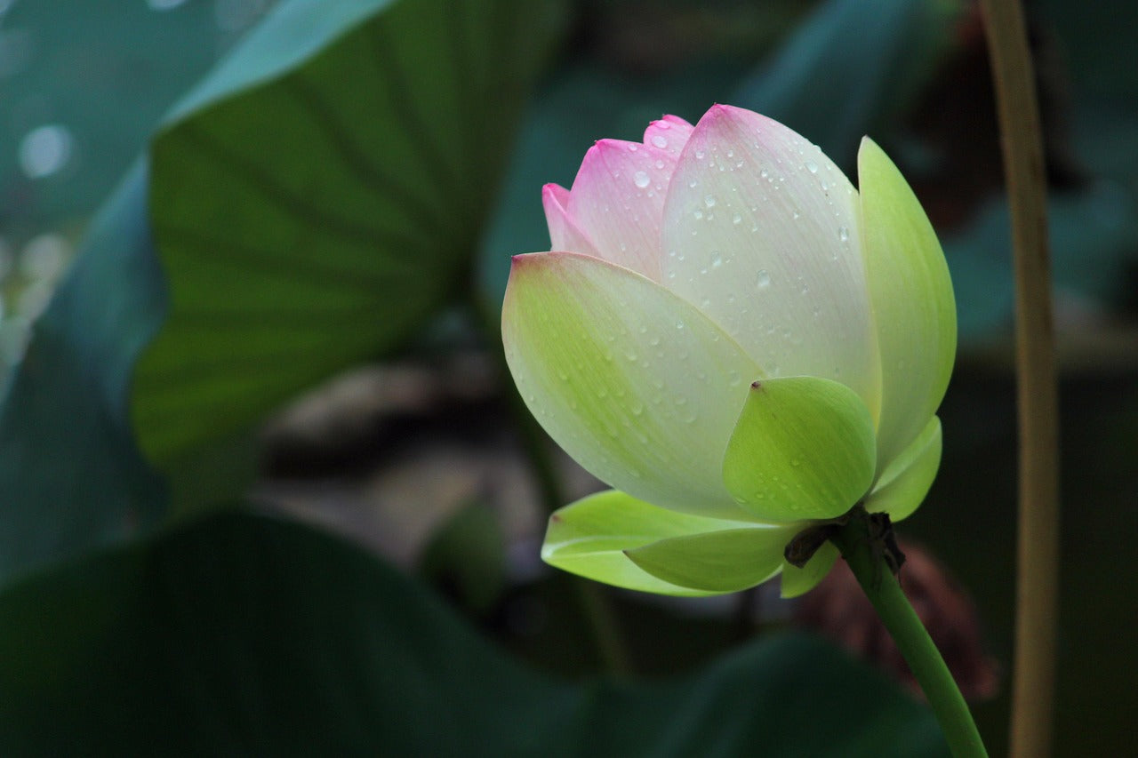 bloom-2081623_1280